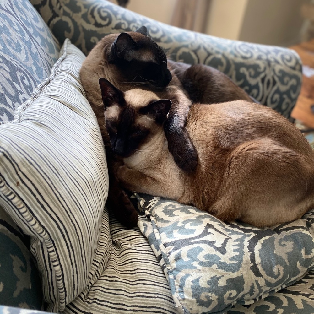 Meet your Posher, Alison